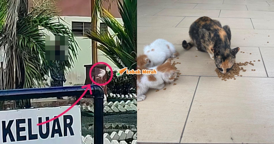 “Melambung 3, 4 meter” – Ramai ‘Menyirap’ Dengan Tindakan Gila Wanita T*ndang Anak Kucing