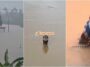 Ular Banjir China