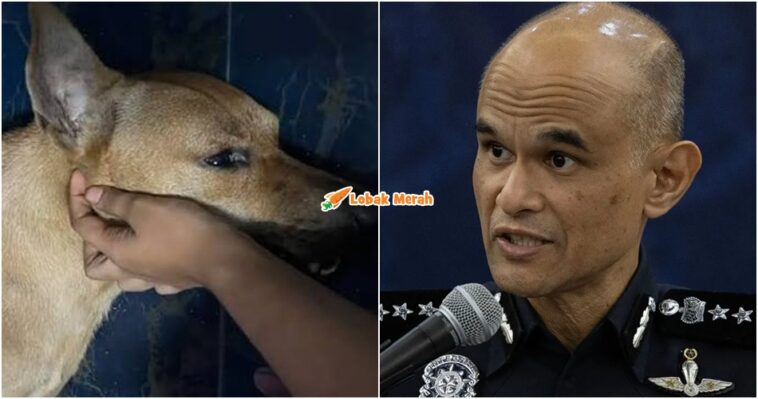 Anjing Rocky Pertuduhan Esok