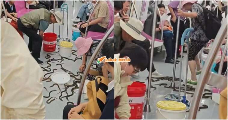 Belut Hidup Dalam Tren