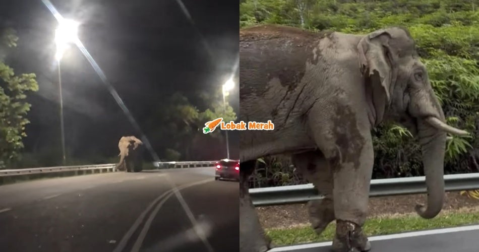 “Enggan terima rumah baru” – Kisah Gajah Sulong Tarik Perhatian Ramai, Dirakam Berjalan Sendirian Di Bahu Jalan