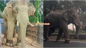 Gajah Sulong Chalil