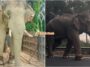 Gajah Sulong Chalil