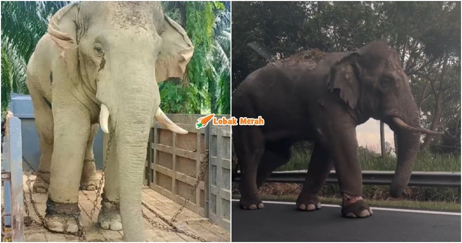 Gajah Liar Di JRTB Tular Curi Perhatian Ramai, Penduduk Teruja Menanti Perkembangan Sulong Chalil
