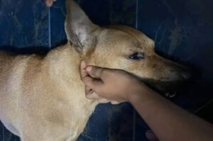 Images 1 1