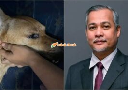 Rocky Anjing Mbdk