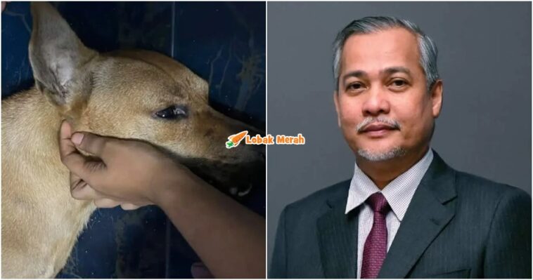 Rocky Anjing Mbdk
