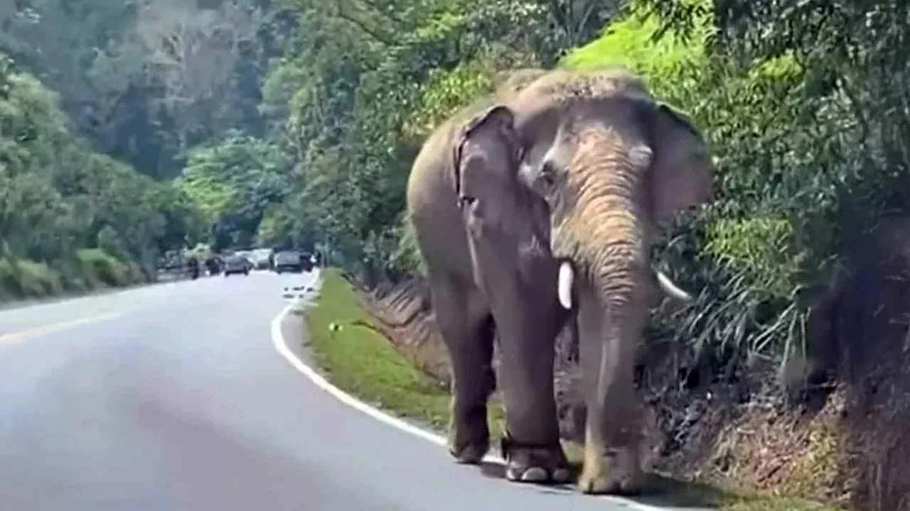Tb Gajah Sinar