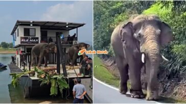 Gajah Sulong