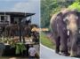 Gajah Sulong