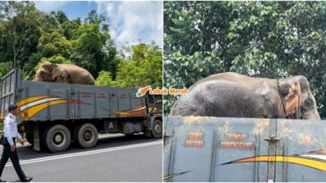 Gajah Sulong Tasik Kenyir