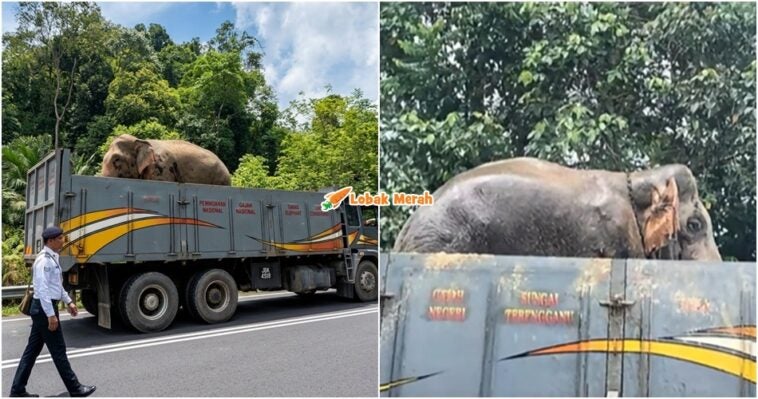 Gajah Sulong Tasik Kenyir