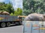 Gajah Sulong Tasik Kenyir