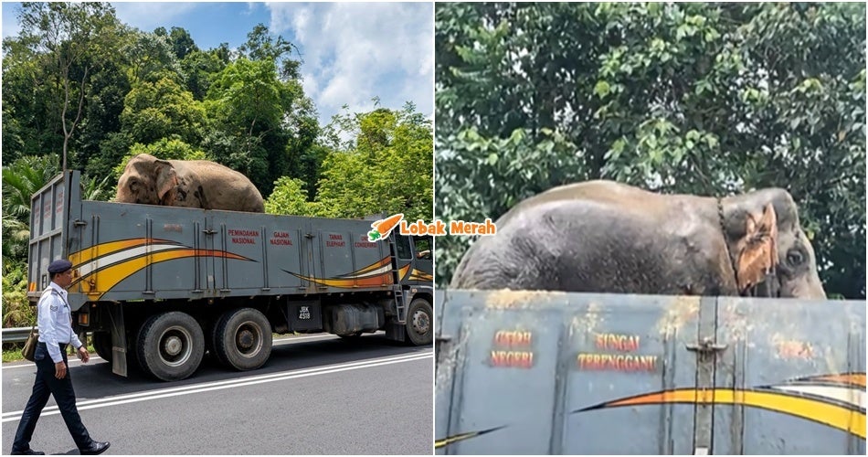 “Jaga diri baik-baik” – Gajah Sulong Tidak Lagi Merayau Di Jalan Raya, Dibawa Ke Lokasi Baharu