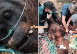 Orang Utan Sempurna Mati Kebakaran Kalimantan