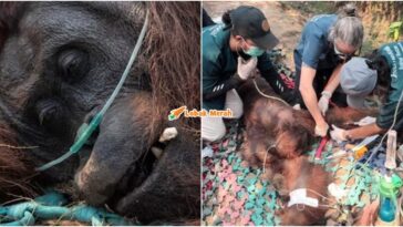 Orang Utan Sempurna Mati Kebakaran Kalimantan