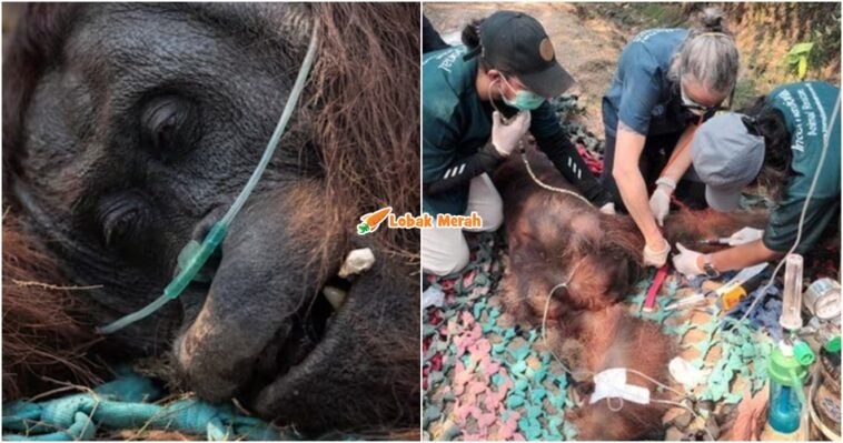 Orang Utan Sempurna Mati Kebakaran Kalimantan