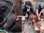 Orang Utan Sempurna Mati Kebakaran Kalimantan