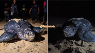 Penyu Belimbing Raja Penyu Bertelur Di Pantai Terengganu