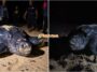 Penyu Belimbing Raja Penyu Bertelur Di Pantai Terengganu