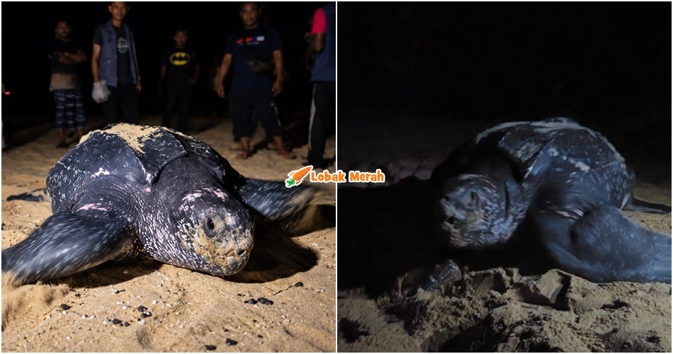 Selepas 9 Tahun, Raja Penyu Kembali Bertelur Di Pantai Terengganu Buat Kali Ketiga