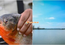 Piranha Perut Merah Empangan Klau