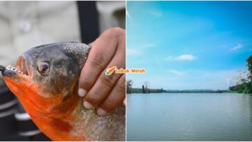Piranha Perut Merah Empangan Klau
