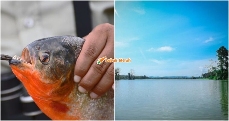 Piranha Perut Merah Empangan Klau