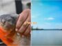 Piranha Perut Merah Empangan Klau