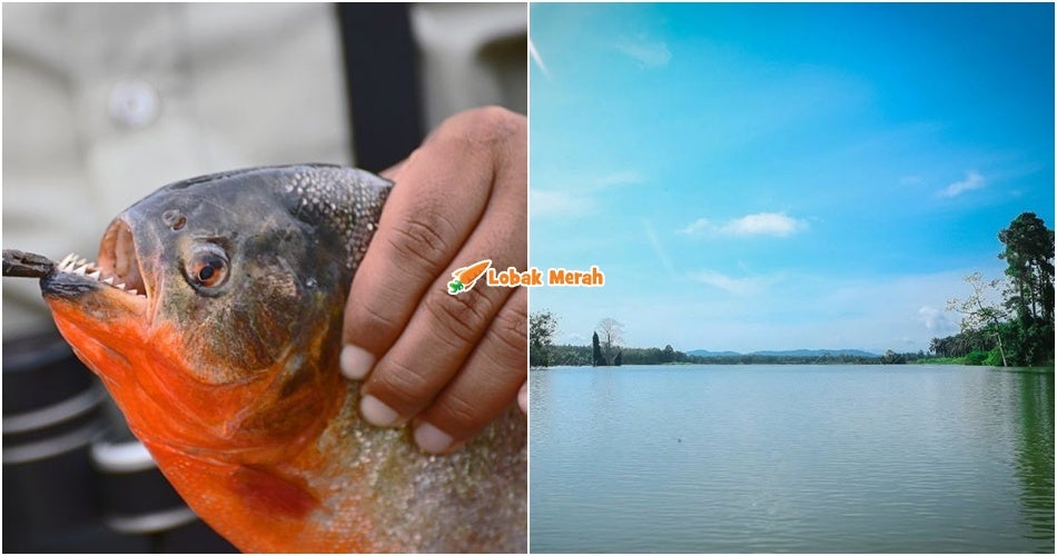 Ikan Piranha Perut Merah Didakwa Muncul Di Empangan Klau, Jabatan Perikanan Pahang Jalankan Siasatan