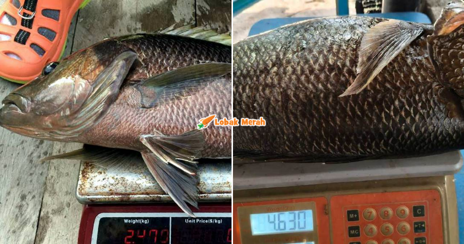 “Rare!” – Lepas 15 Tahun ‘Hilang’, Ikan Kanai Tiba-Tiba Muncul Di Pulau Pinang