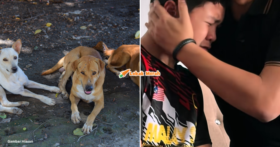 “Saya nampak depan mata cik..” – Budak 2 Tahun Parah Diserang Anjing Liar, Luahan Abang Undang Sebak Netizen