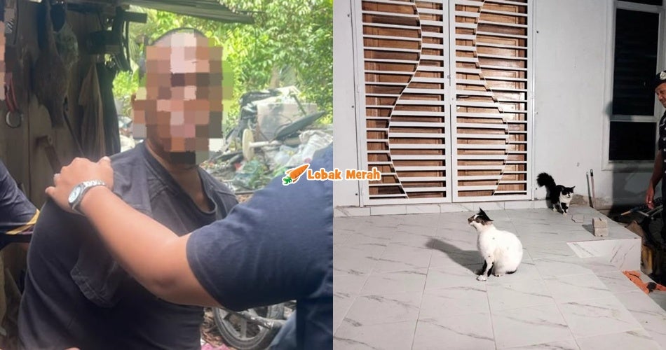 Ft Buat Perkara Tak Senonoh Dengan Kucing