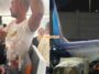 Ft Flydubai