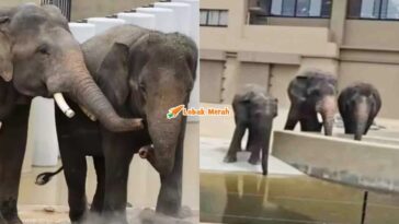 Ft Gajah