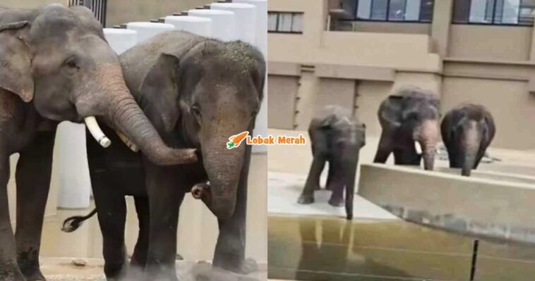 Ft Gajah