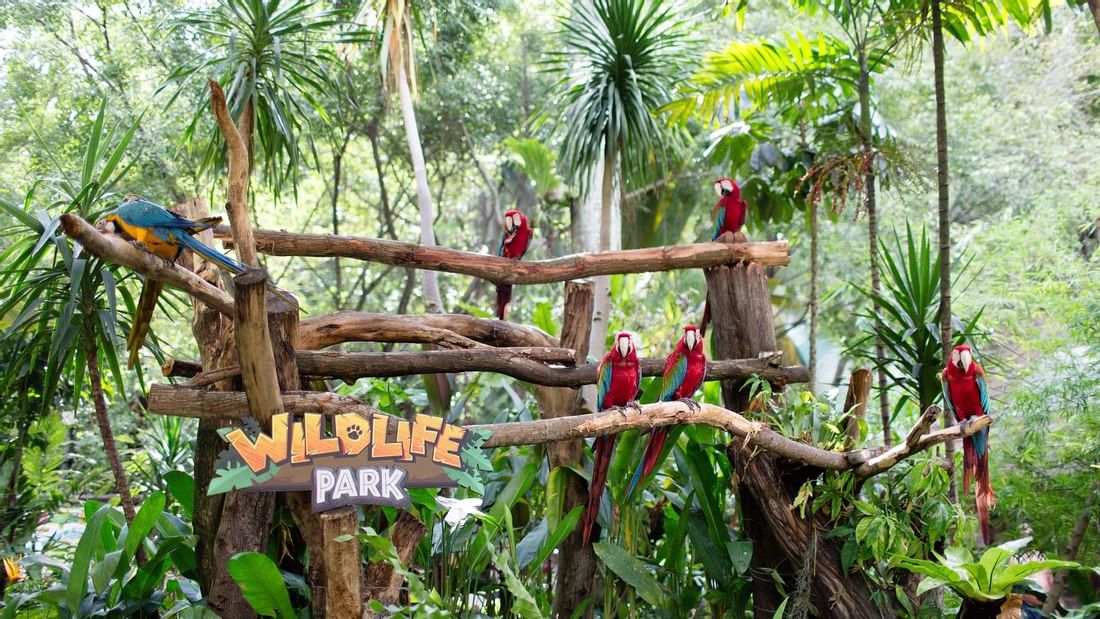Parrots 5 Wide